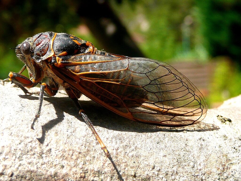Nutritional Benefits of Cicadas for Chickens