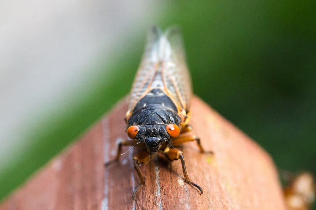 Safety Precautions for Feeding Cicadas to Chicks